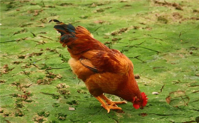 �������Ӽ�