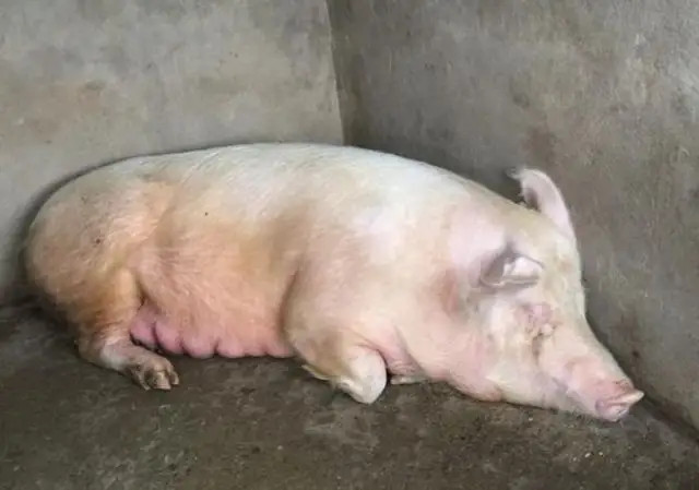 ĸ��ȱ��