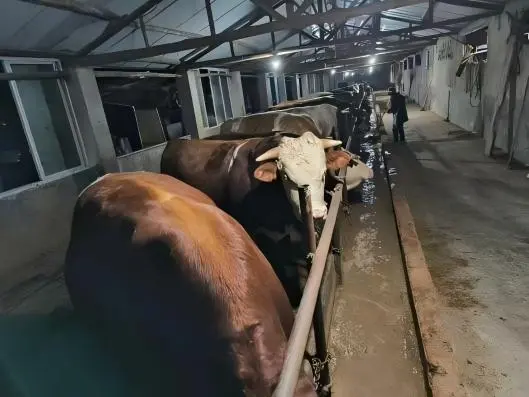 ͼƬ