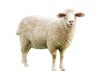 ͼƬ